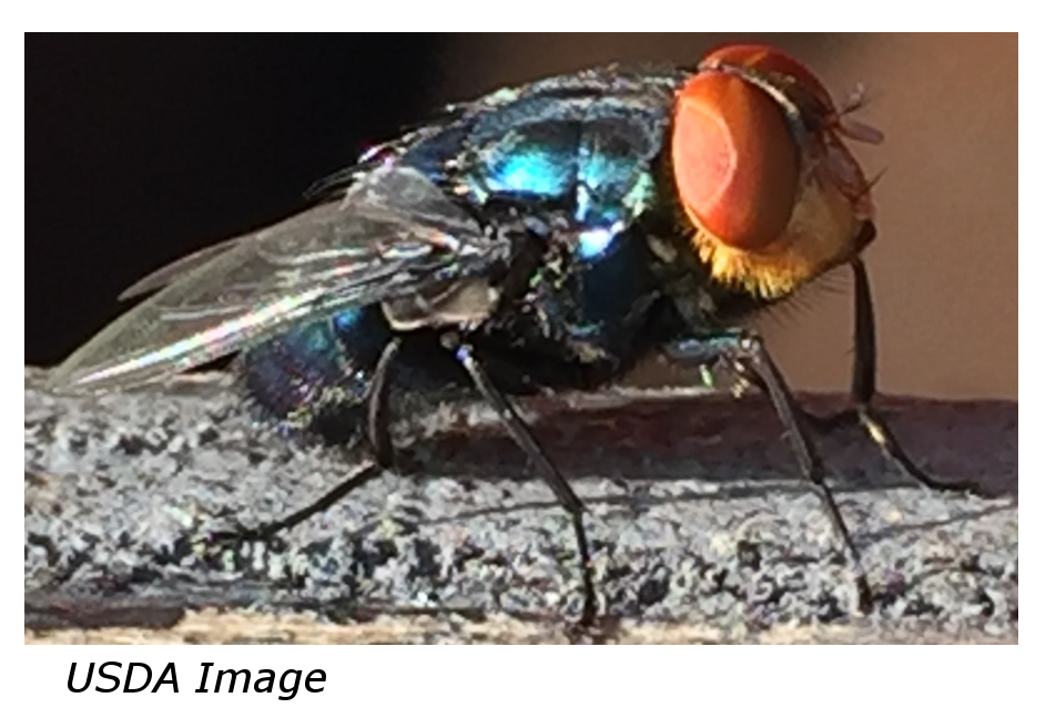New World Screwworm Fly